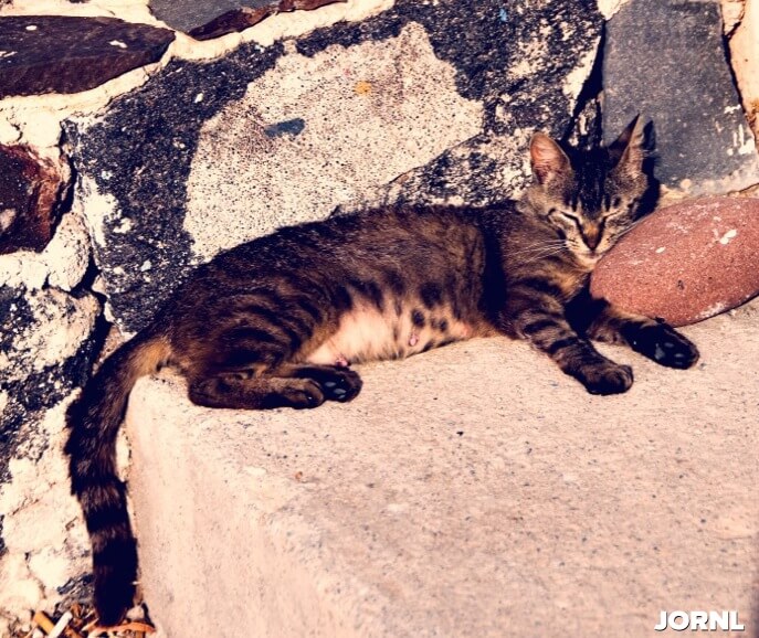 cat sleeping in the sunlight greek islands