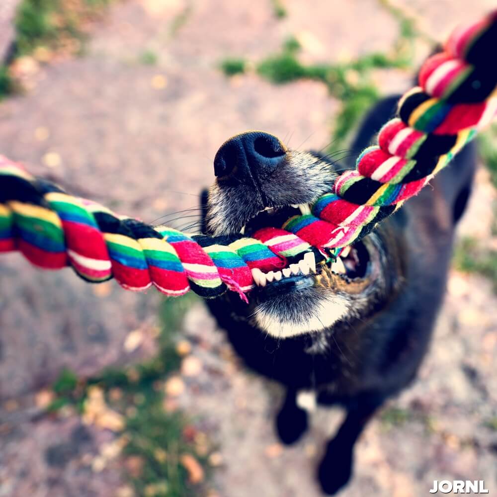 Black dog with rope